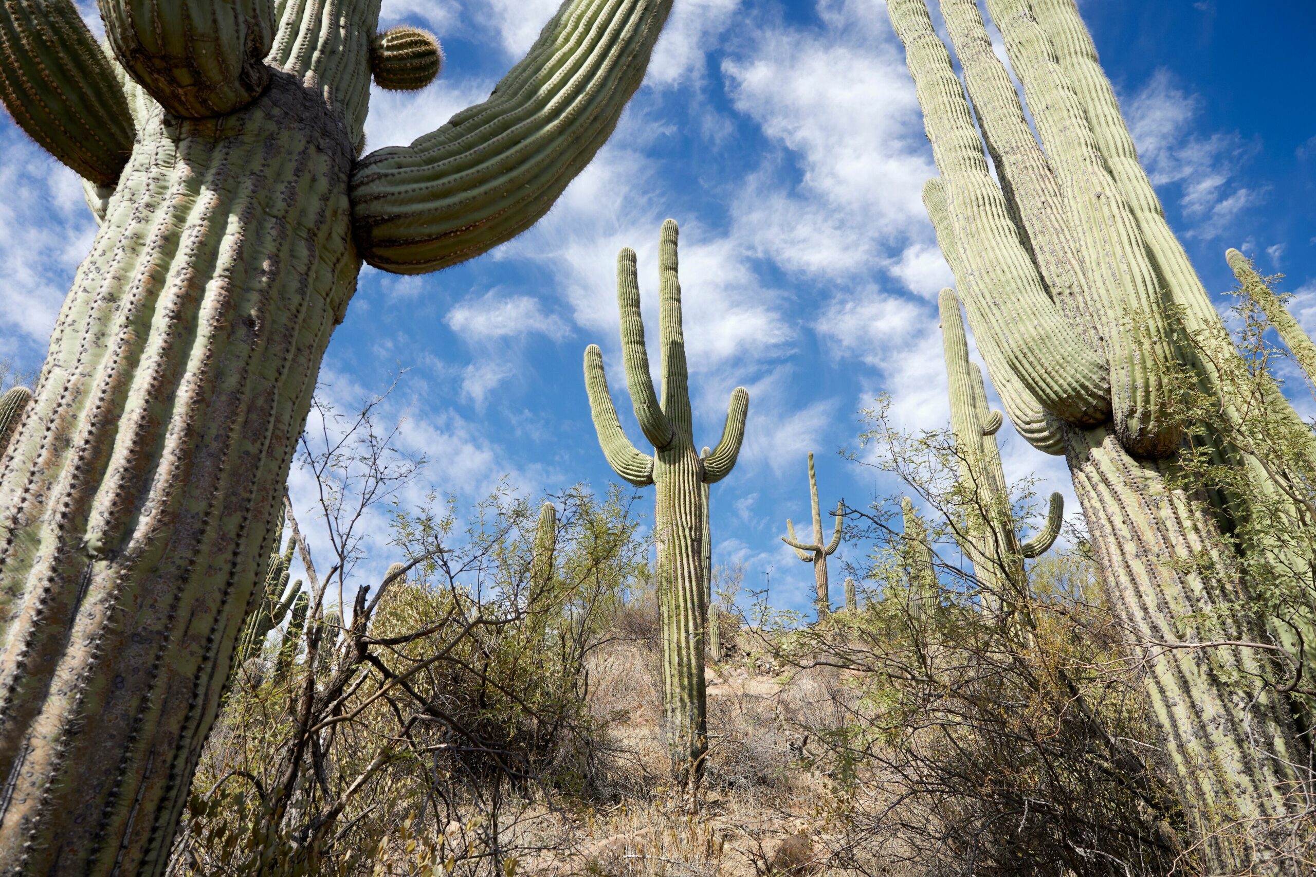 Sonora desert saguaro cactus McDowell Mountains 2026